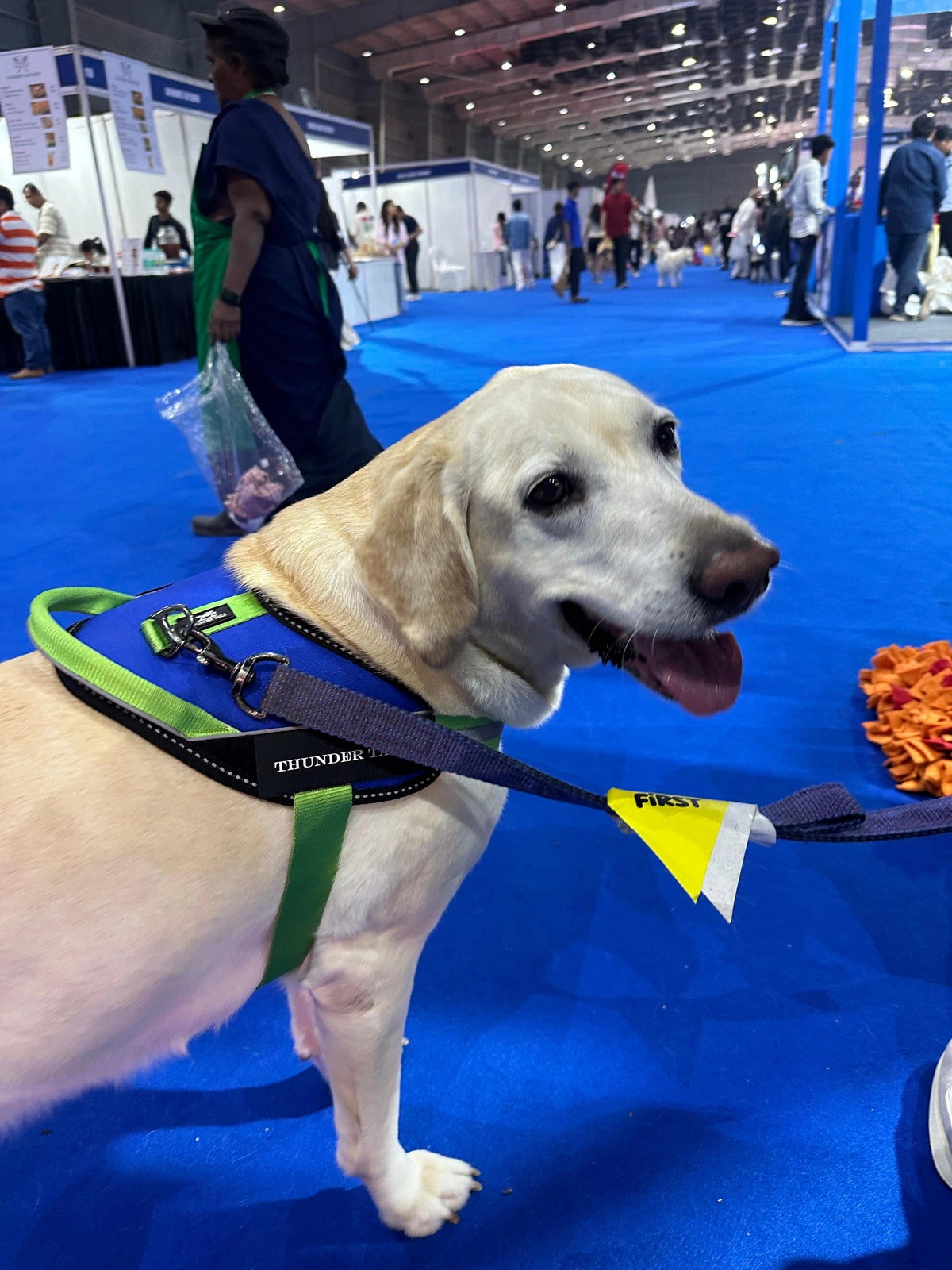 Royal-Parrot-dog harness