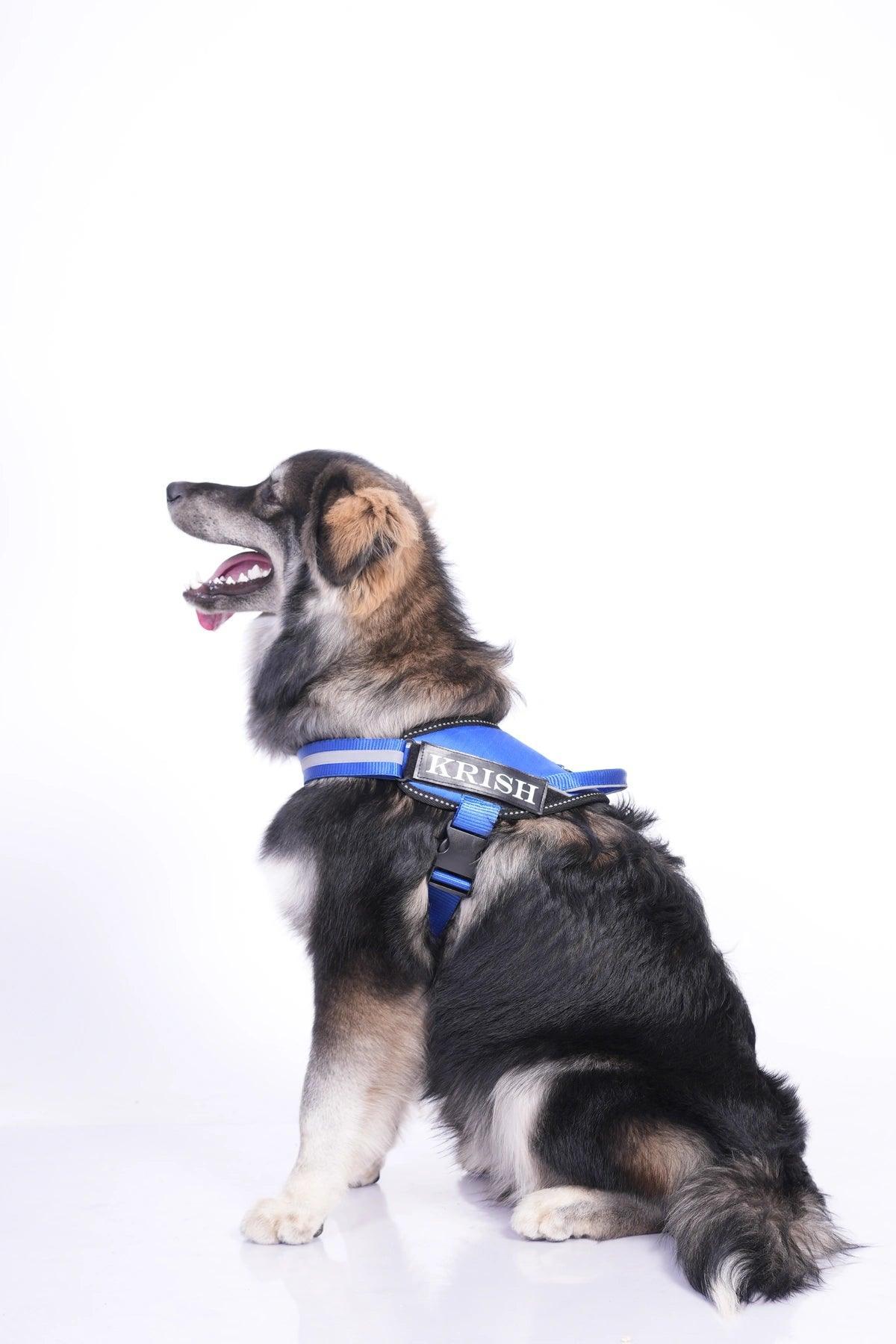 Royal-Royal_dog harness