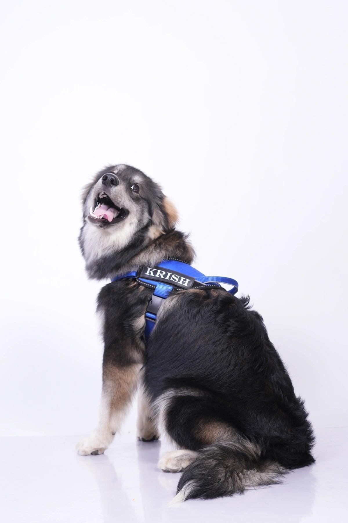 Royal-Royal_dog harness