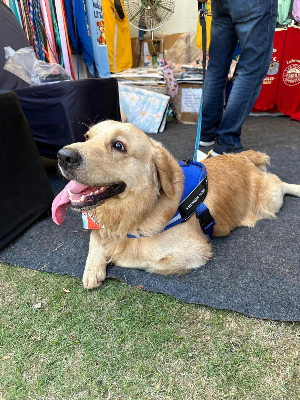 Royal-Royal_dog harness