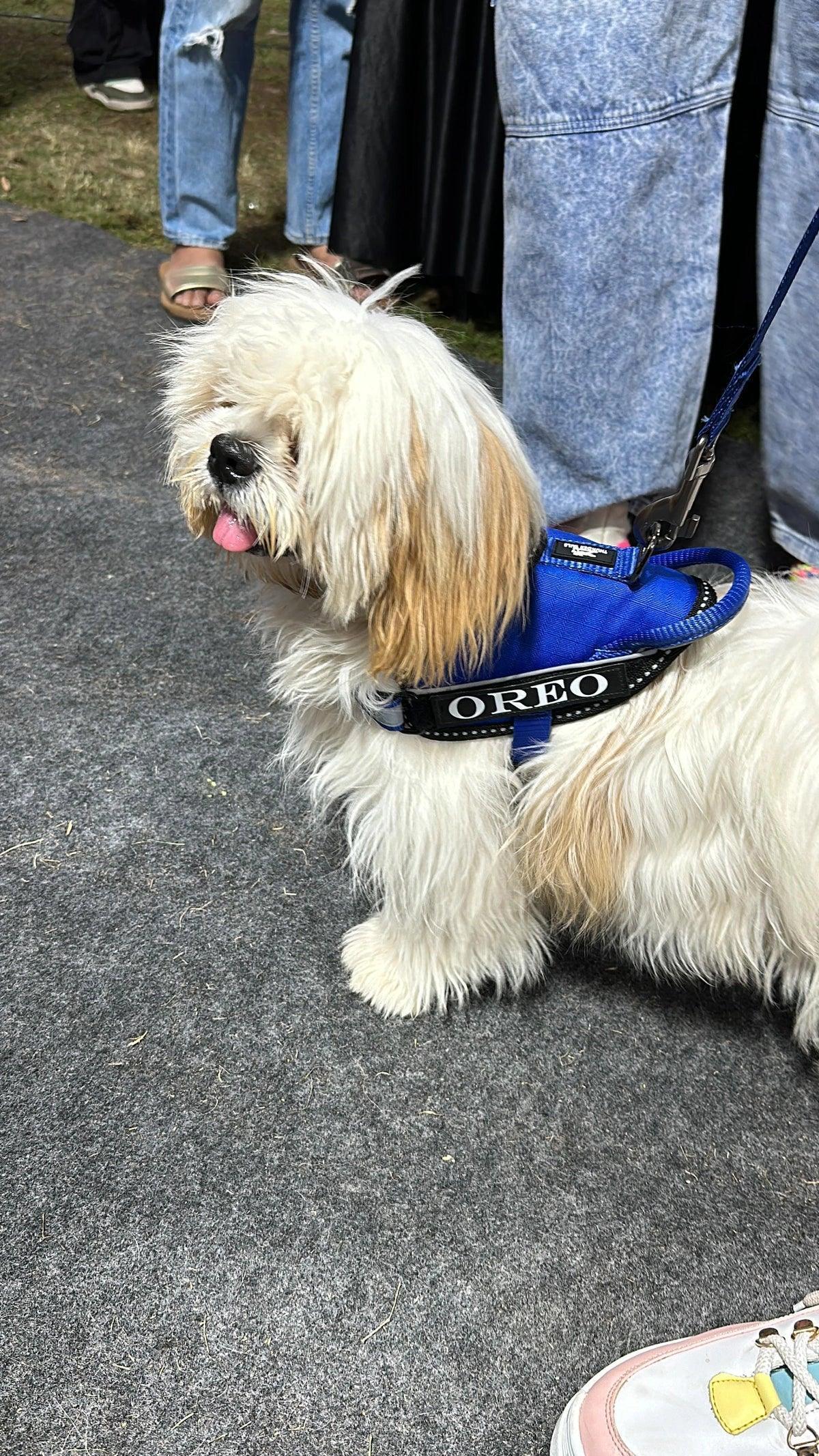 Royal-Royal_dog harness