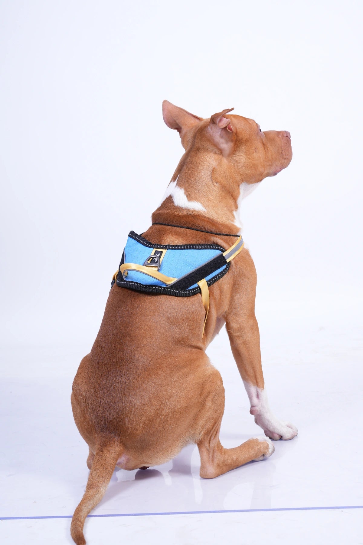 Sky Blue-Yellow-dog harness