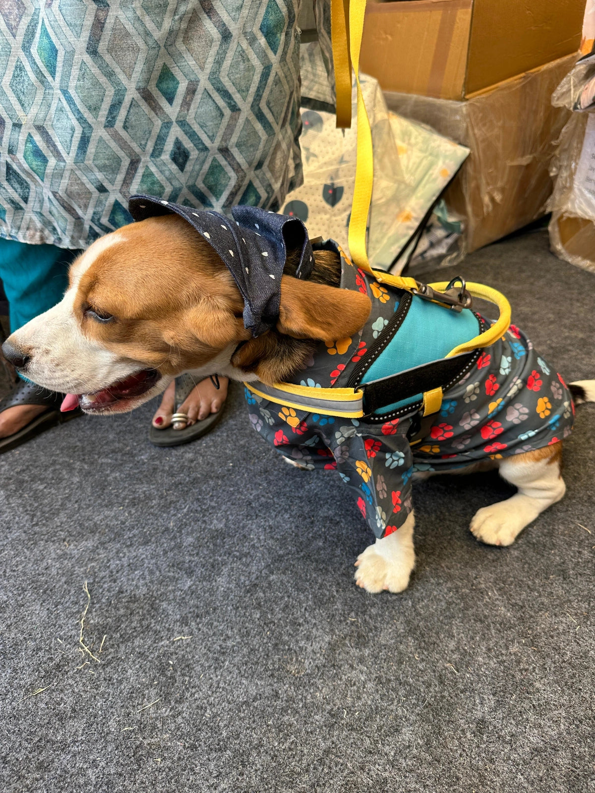 Sky Blue-Yellow-dog harness