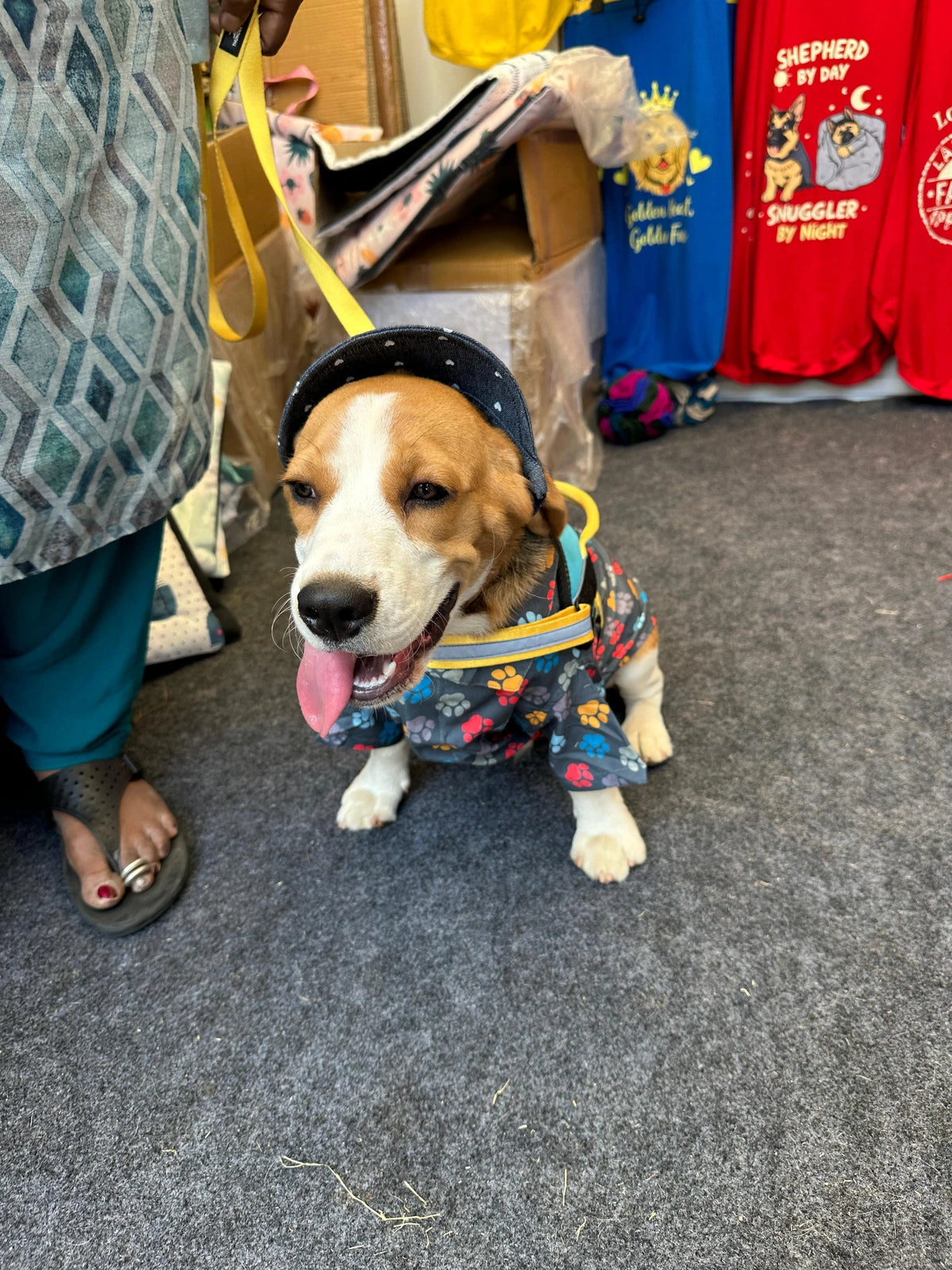 Sky Blue-Yellow-dog harness