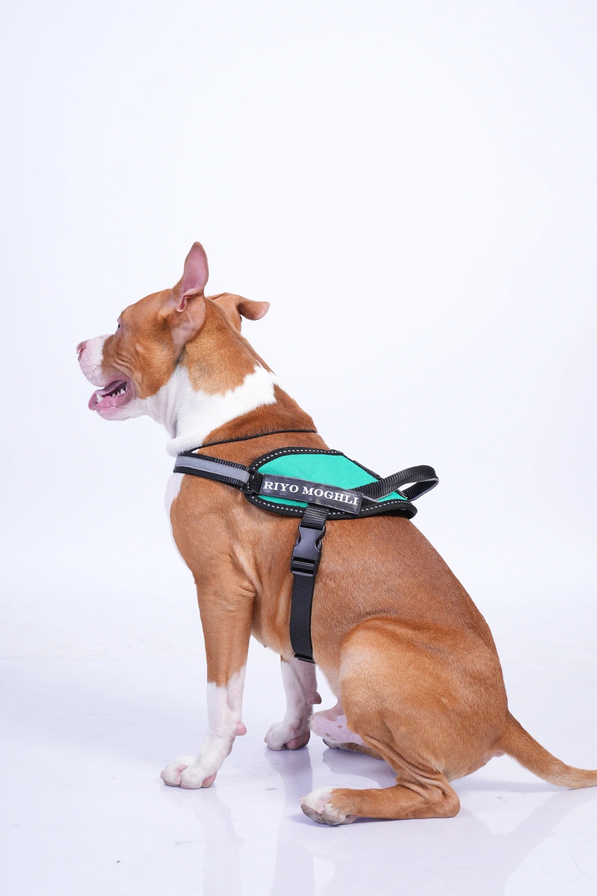 Teal_dog harness