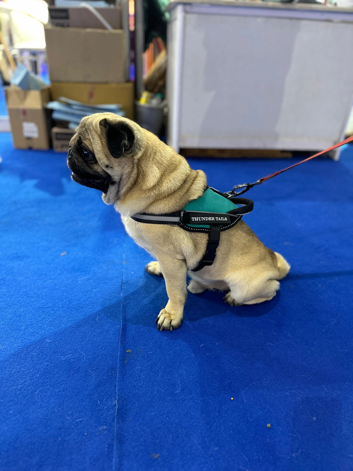 Teal_dog harness