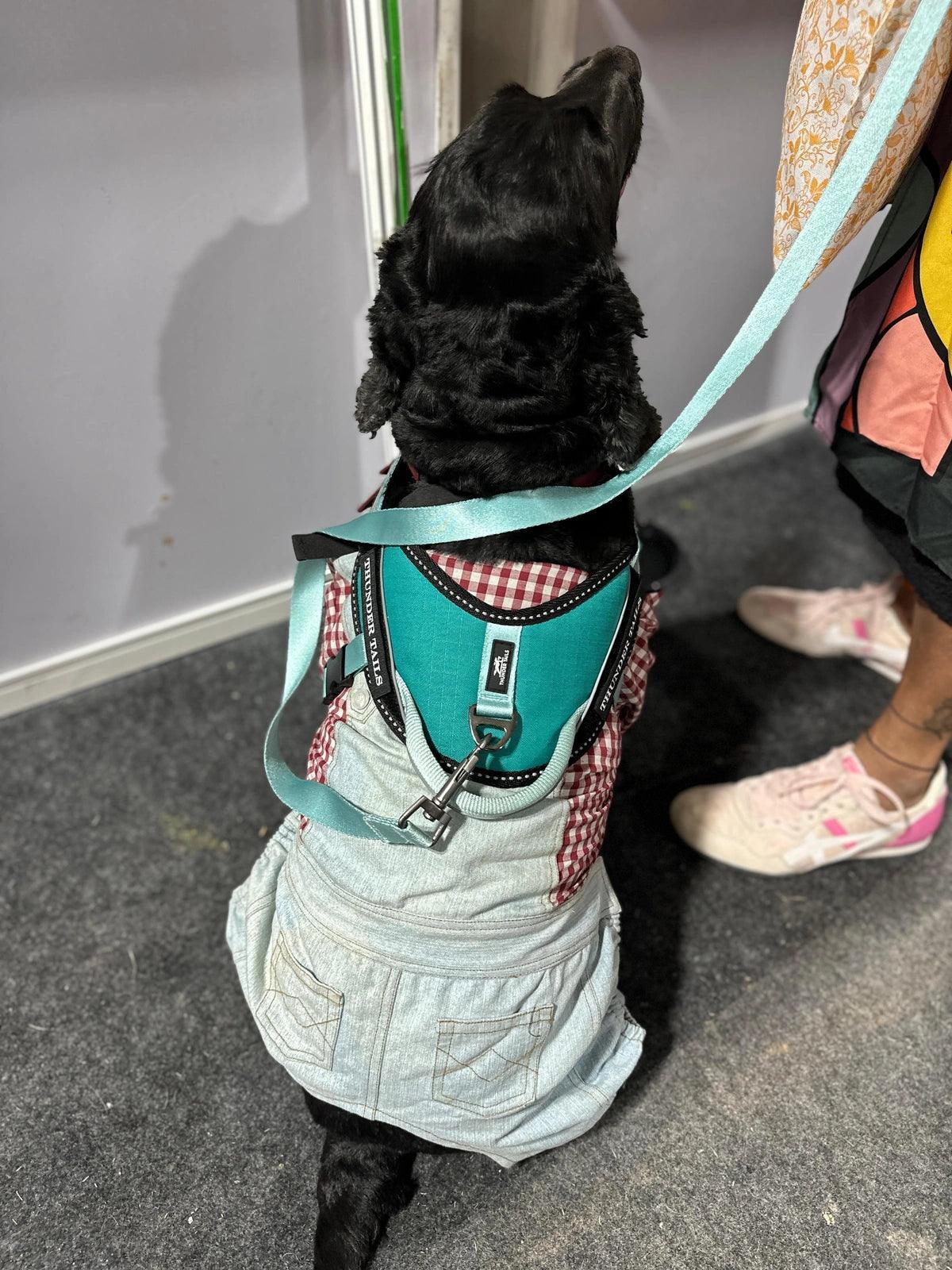 Teal-Teal_dog harness