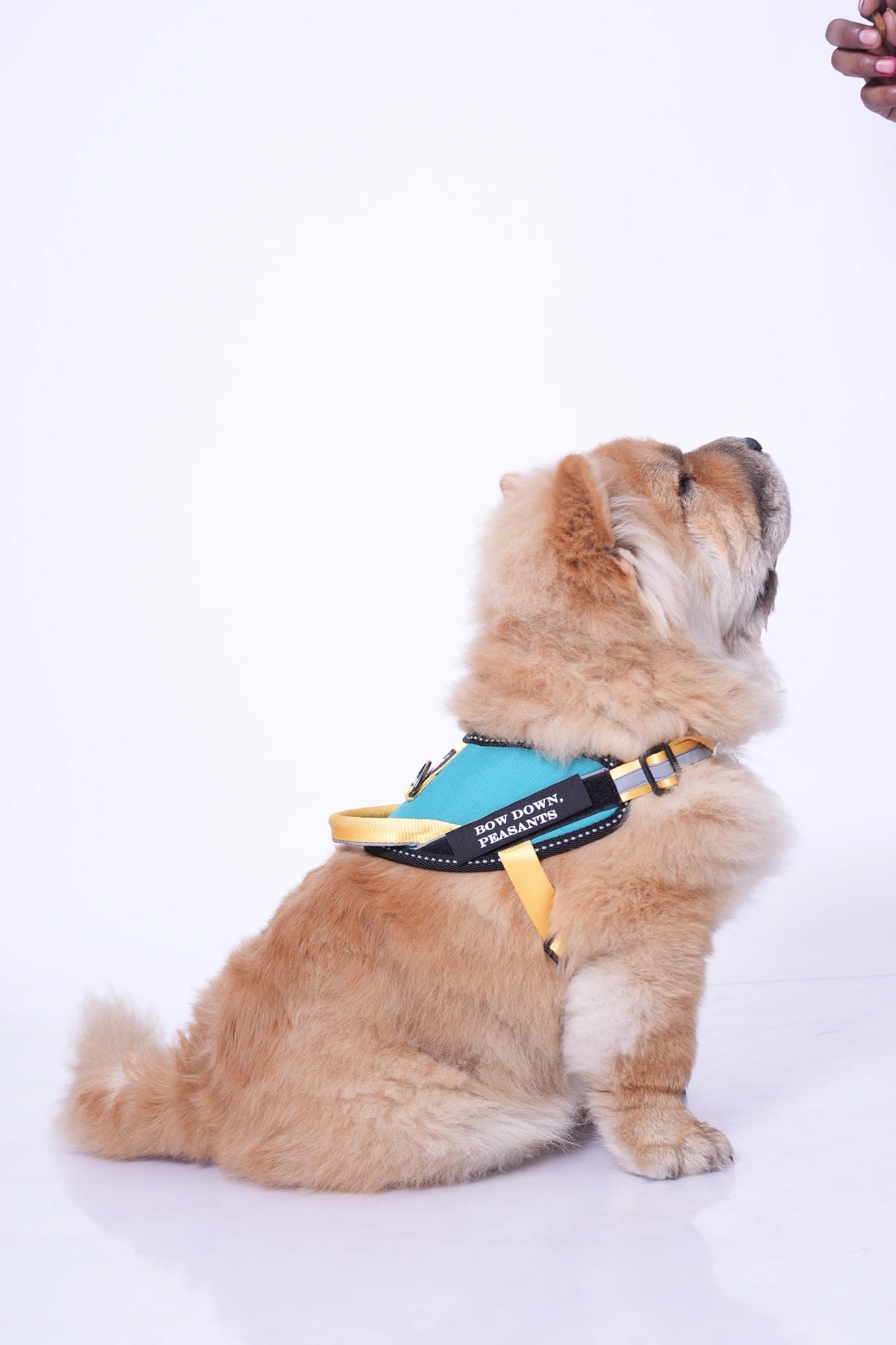 Teal-Yellow-dog harness