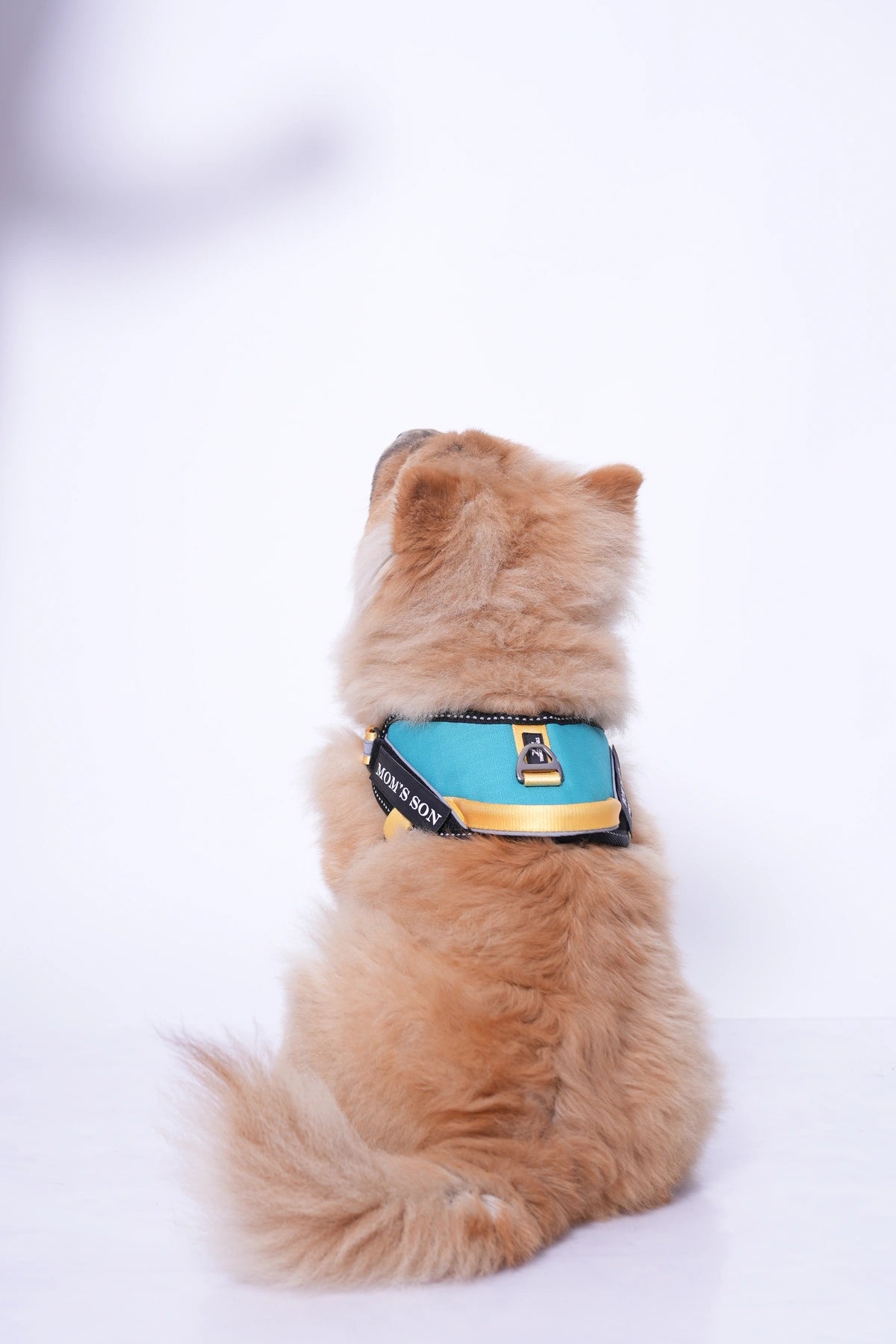 Teal-Yellow-dog harness