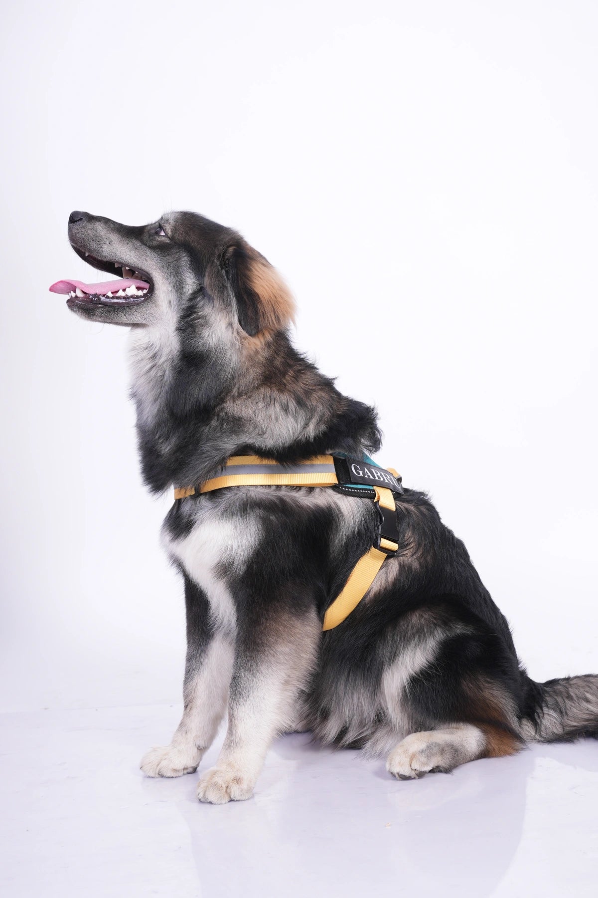 Teal-Yellow-dog harness