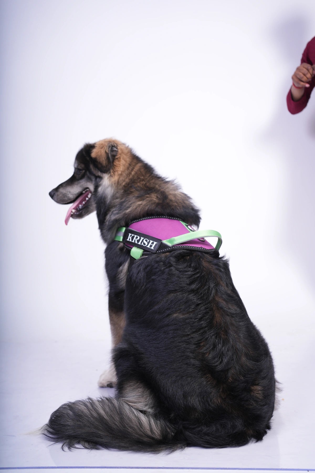 Violet-Parrot-dog harness