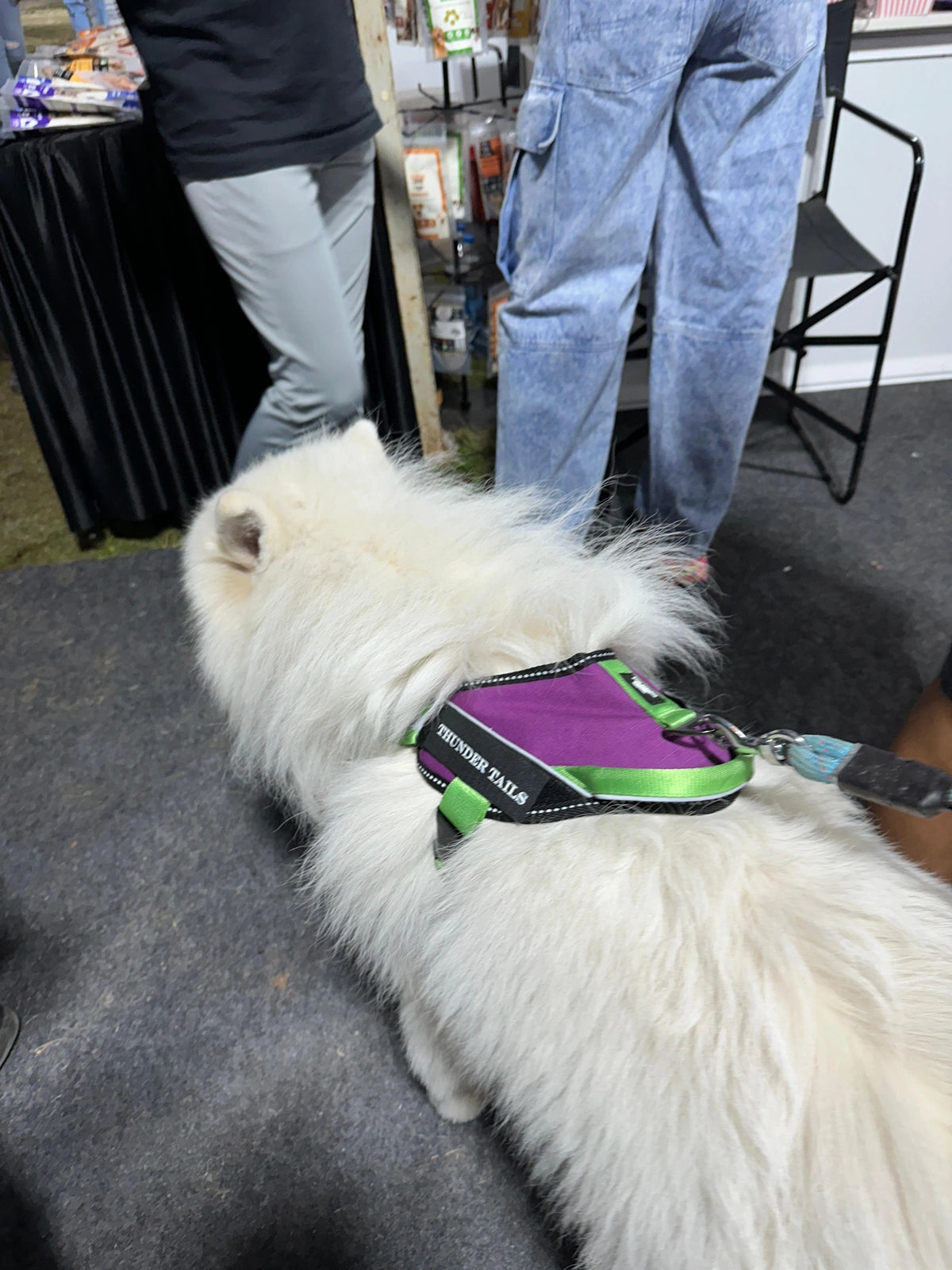 Violet-Parrot-dog harness