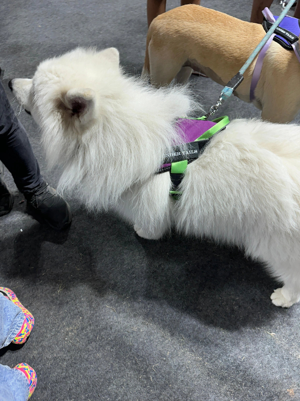 Violet-Parrot-dog harness