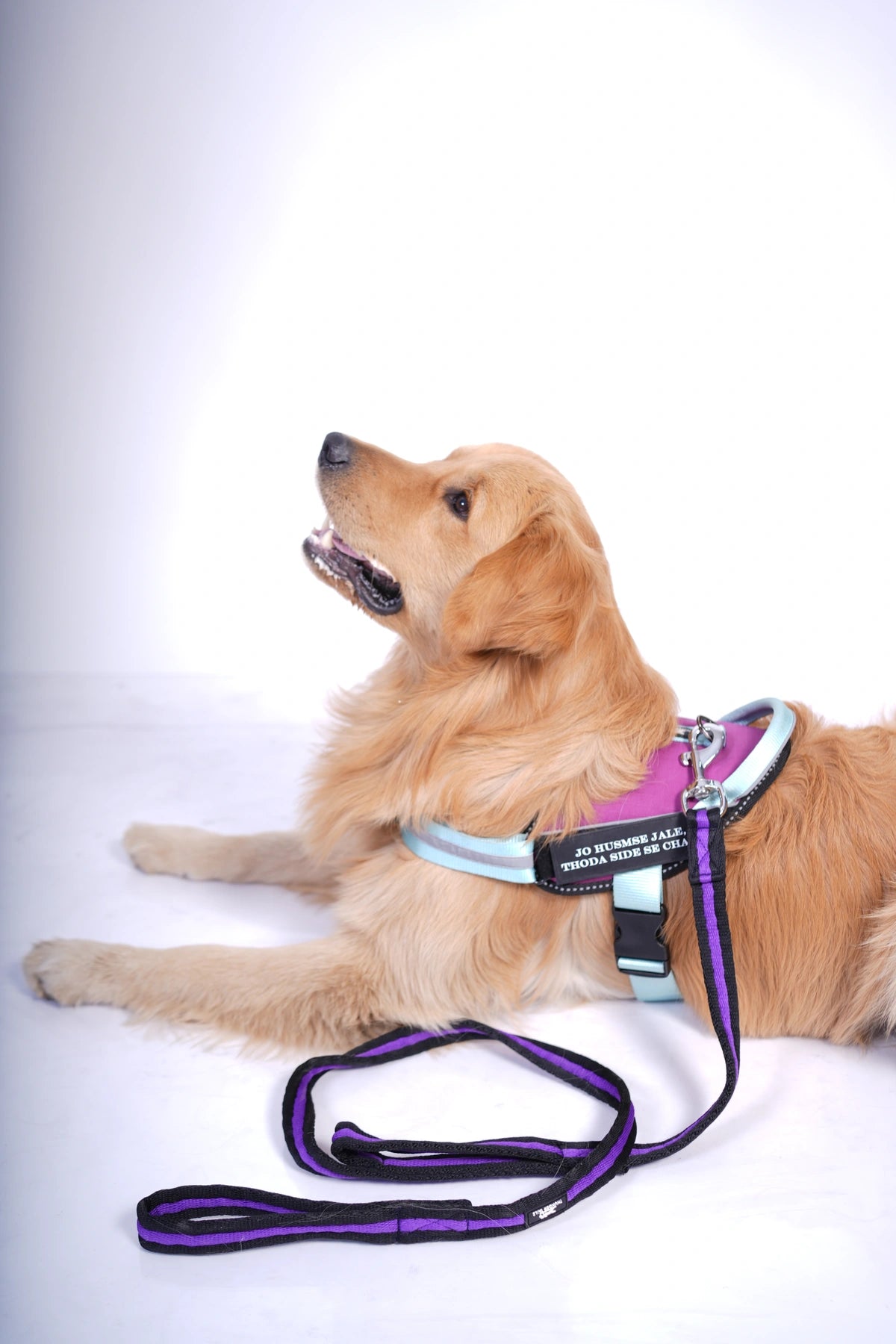 Violet-Teal-dog harness