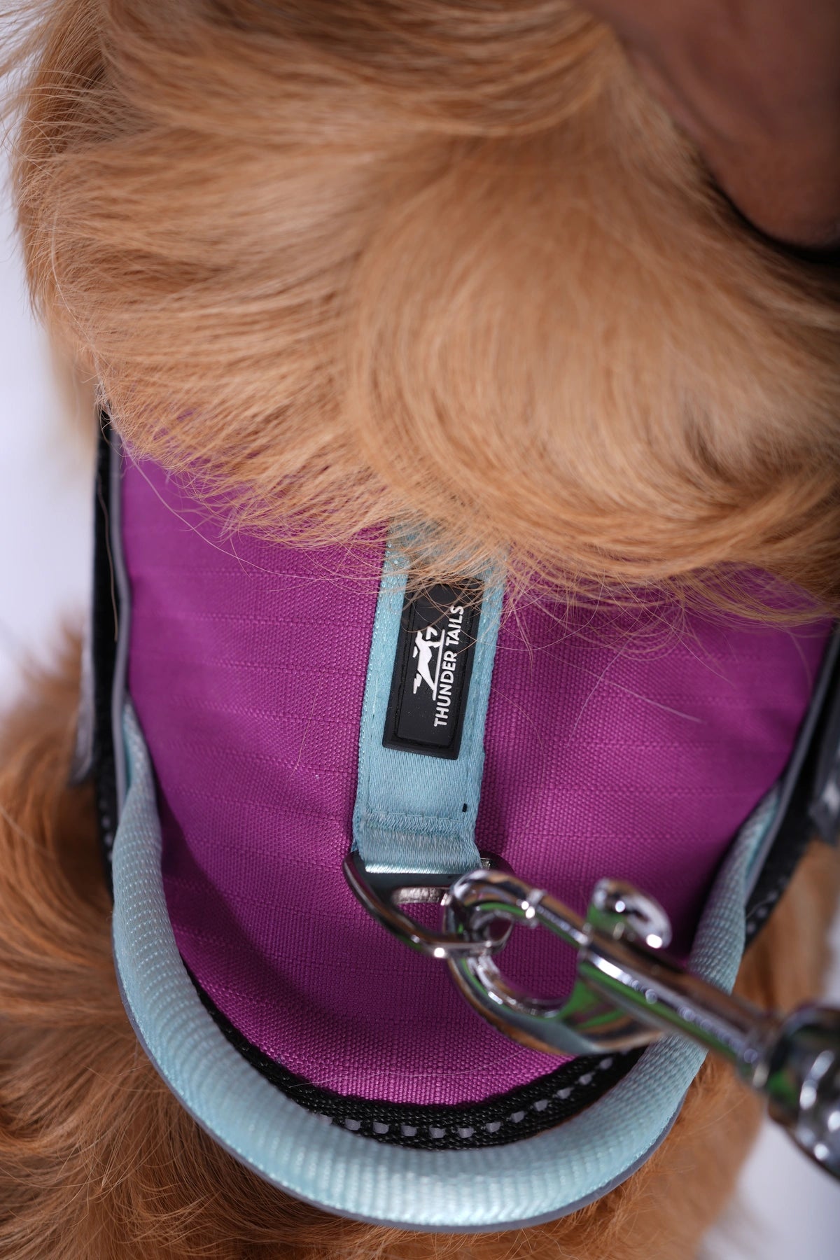Violet-Teal-dog harness