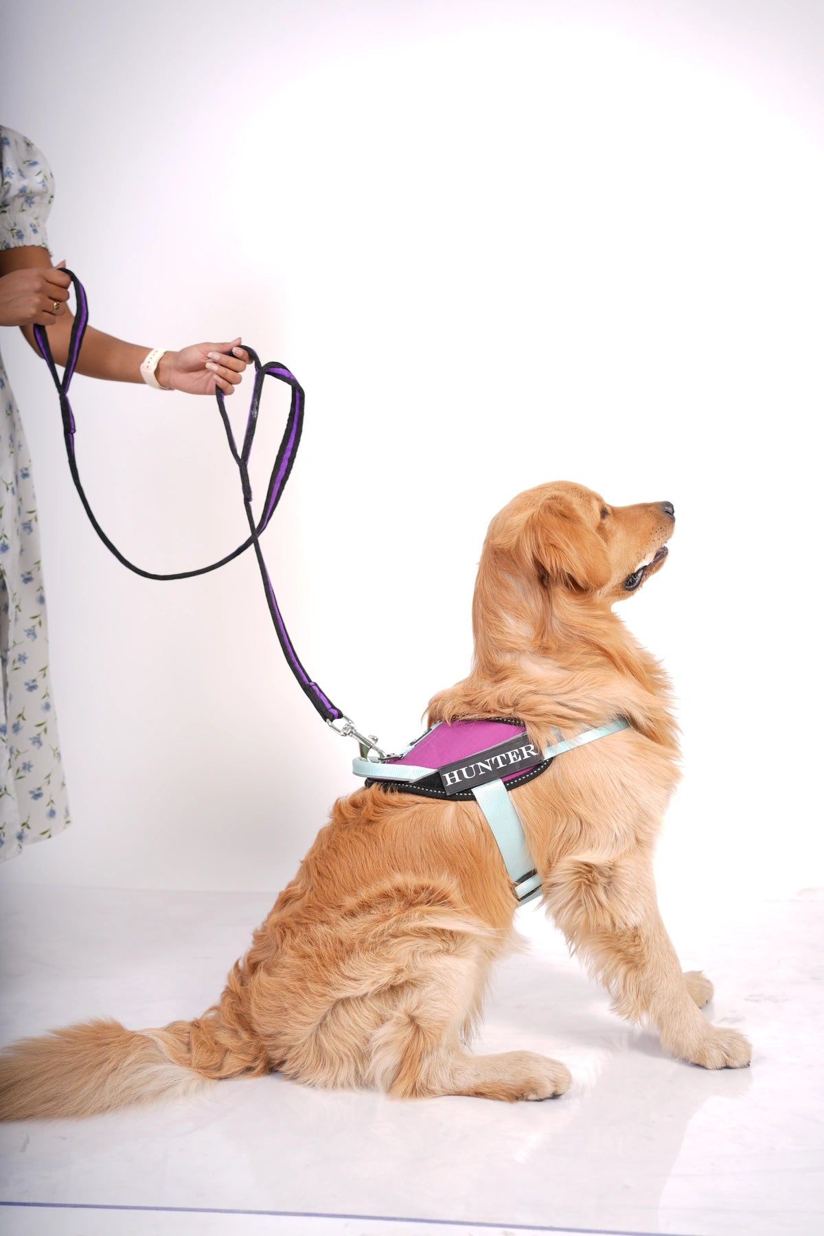 Violet-Teal-dog harness