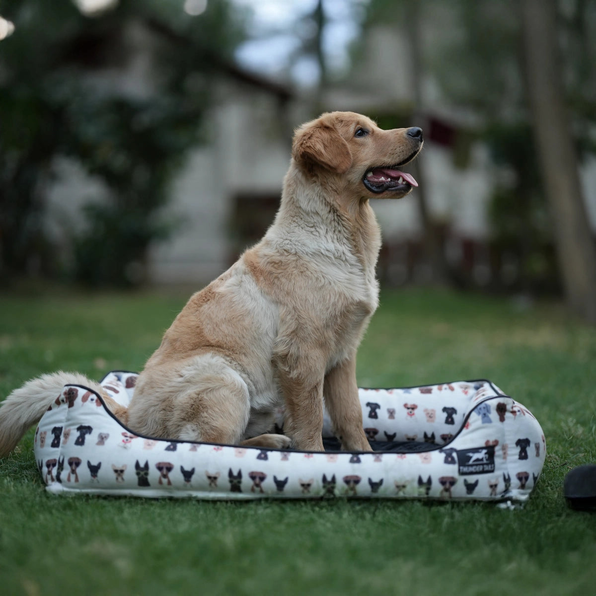 Thunder Tails Furry Face Lounger Dog Beds- Funky Dog Faces