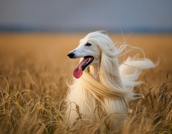 "Paws on the Go: Essential Tips for Traveling with Your Dog"