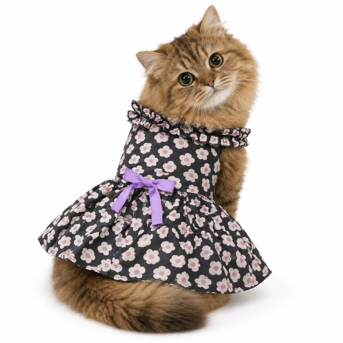 Cat Frocks
