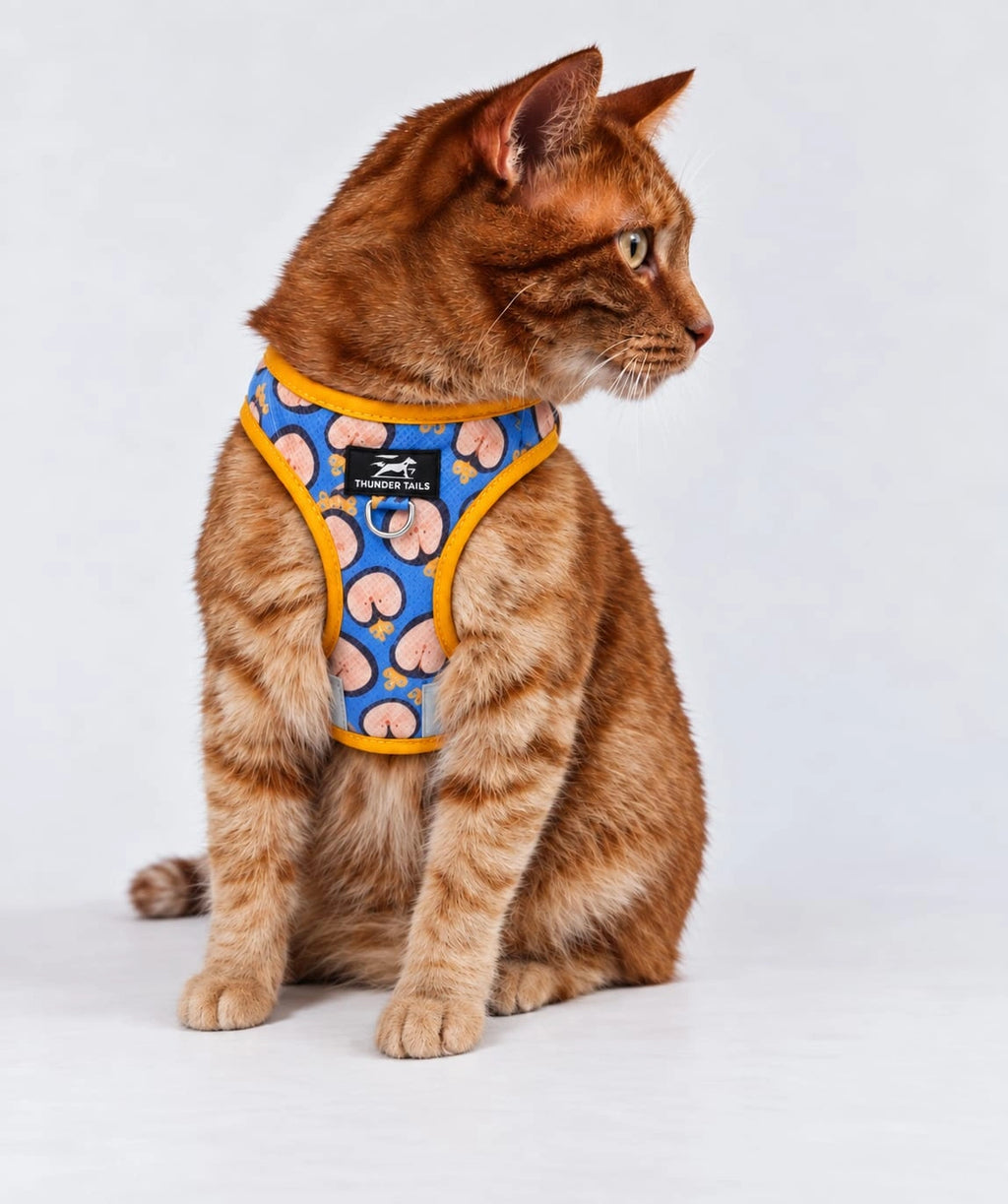Thunder Tails Cat Harness & Leash Set- Yellow-Blue