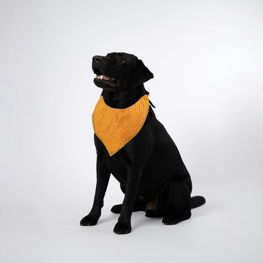 Thunder Tails Festive Dogs & Cats Bandana - Orange