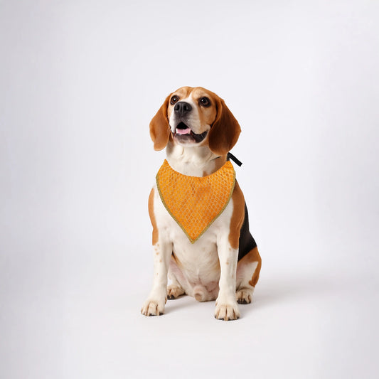 Thunder Tails Festive Dogs & Cats Bandana - Orange