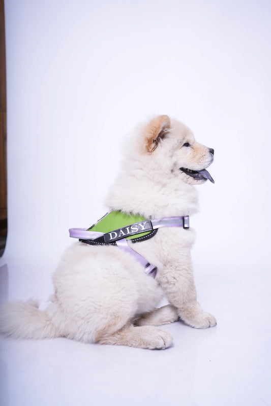 Parrot-Lilac-dog harness