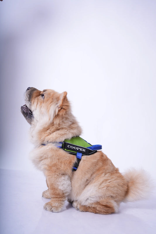 Parrot-Royal-dog harness