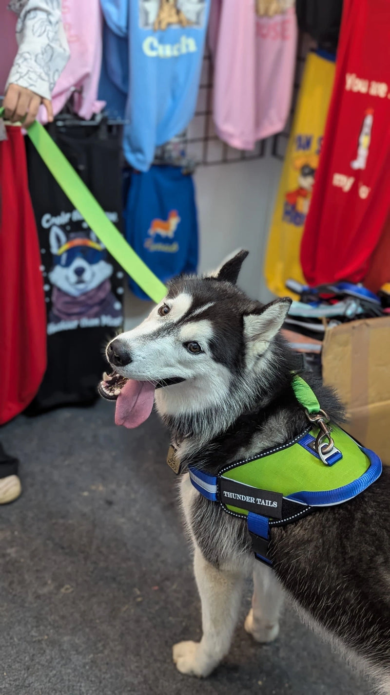 Parrot-Royal-dog harness