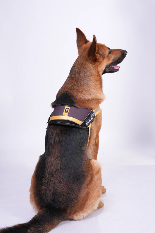 Plum-Yellow-dog harness