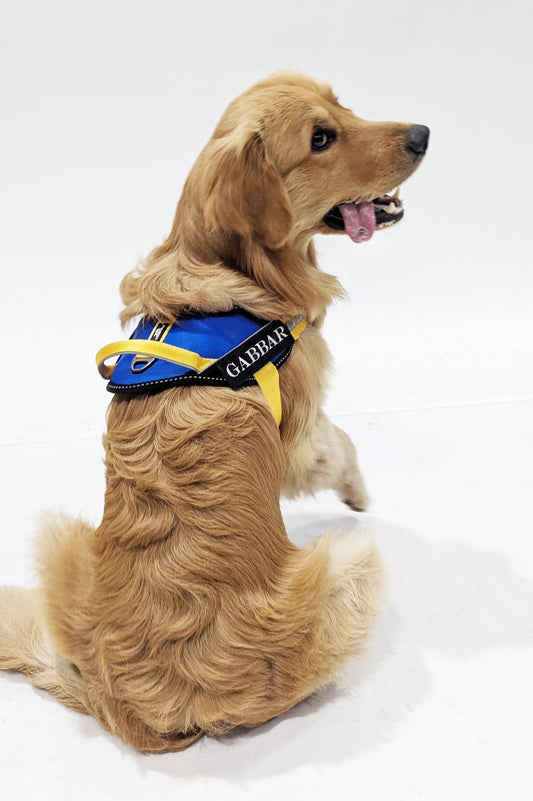 Royal-Yellow-dog harness