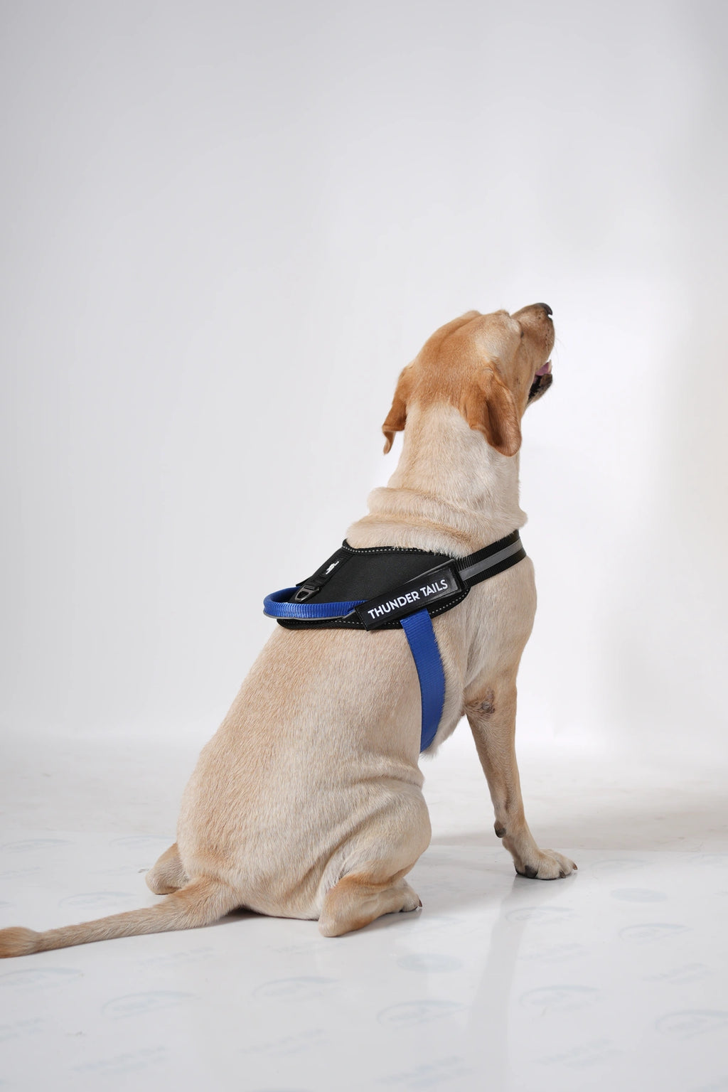 Black-Royal-dog harness