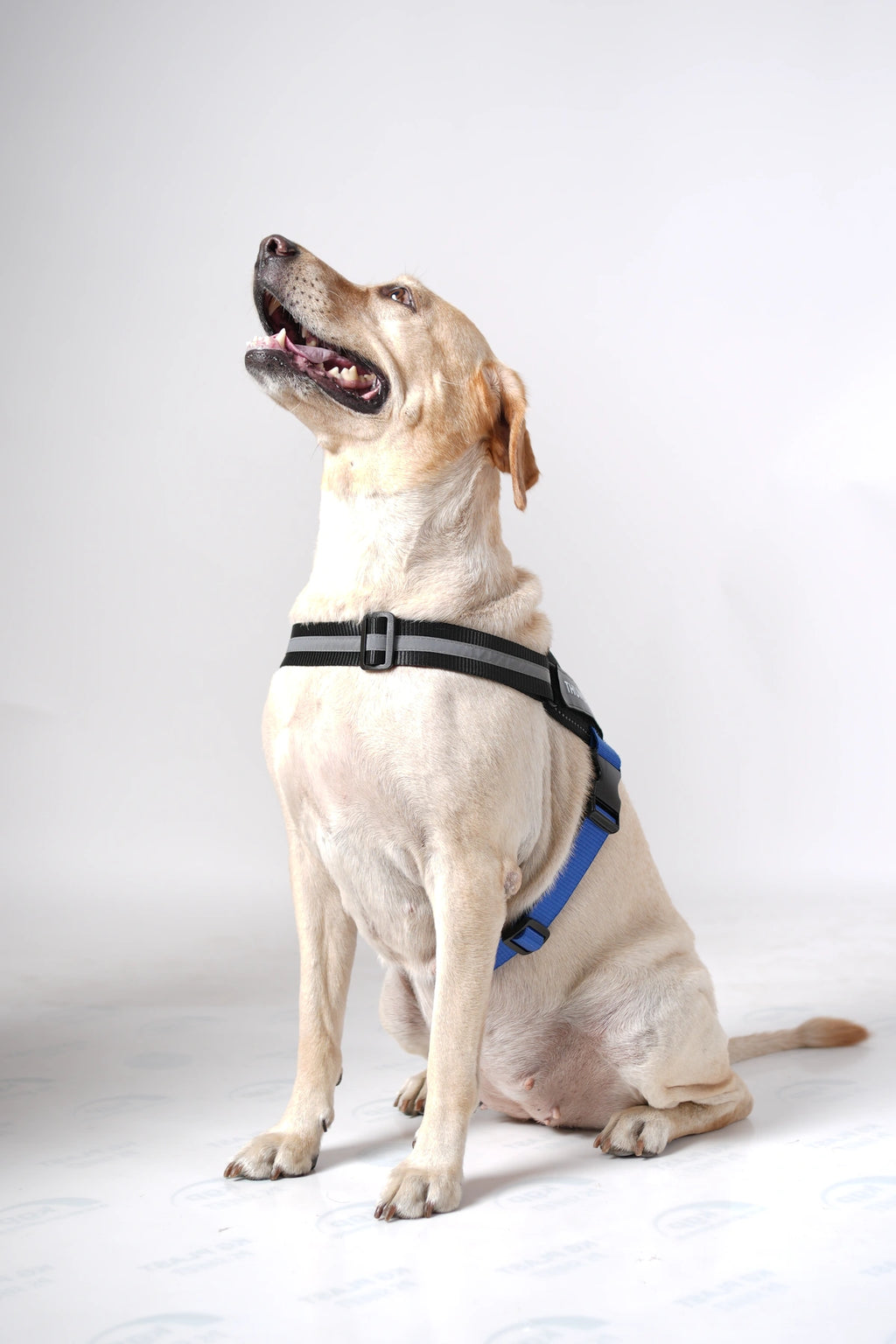 Black-Royal-dog harness