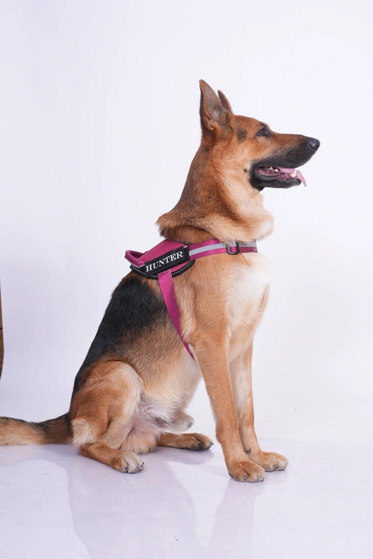 Brick Red-Wine_dog harness