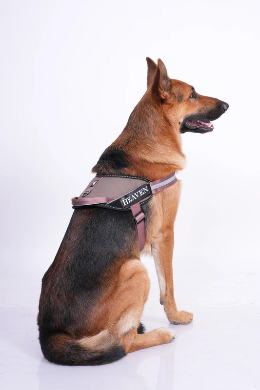 Brown-Brown_dog harness