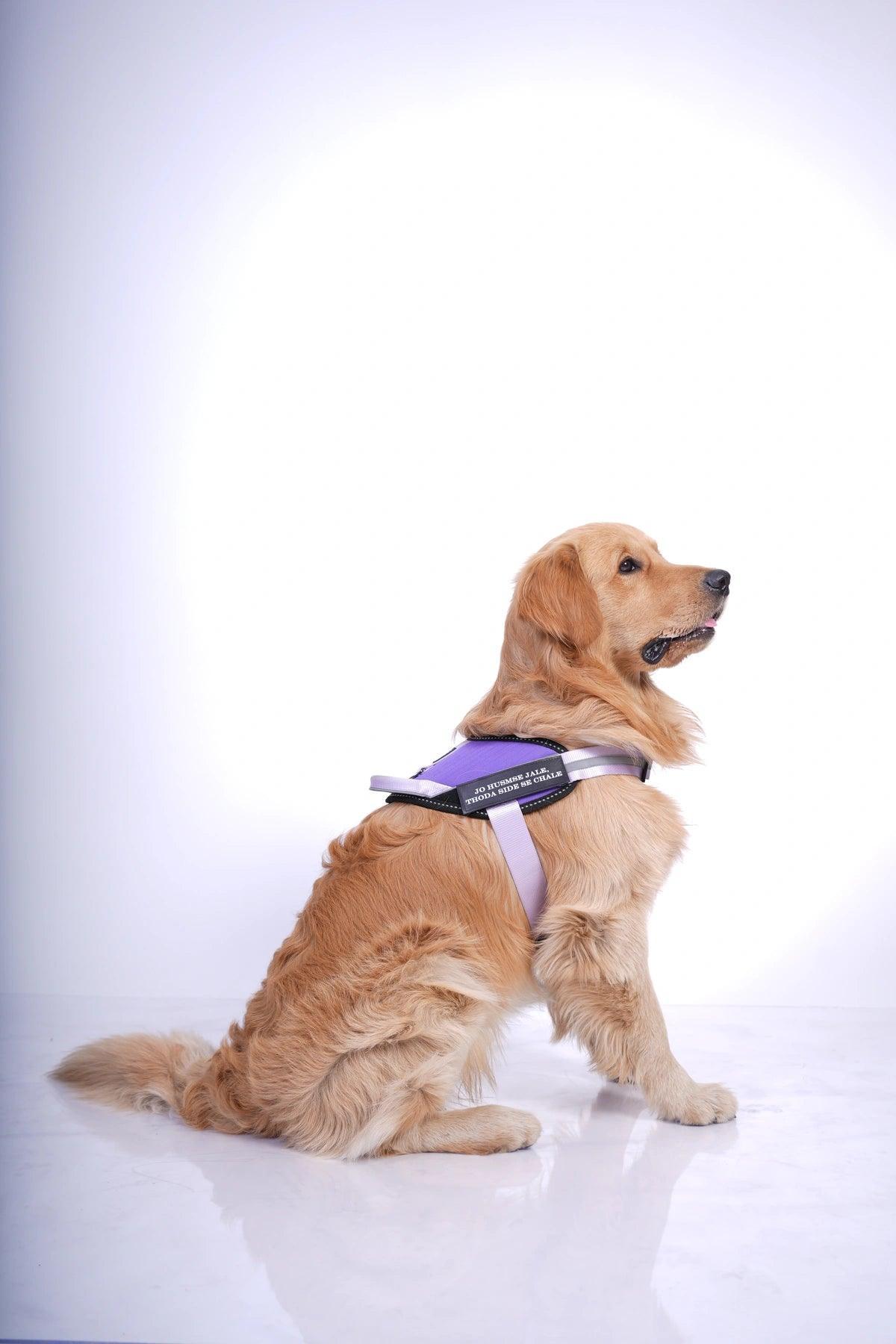 Lavender-Lilac_dog harness
