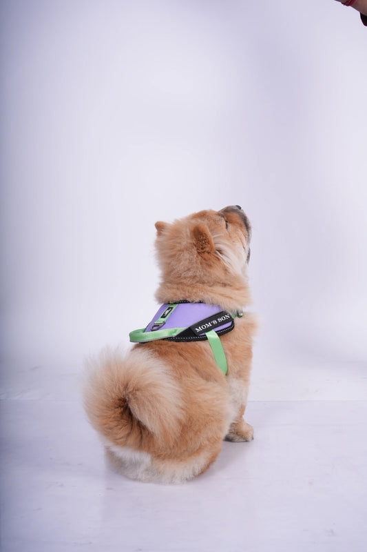 Lilac-Parrot-dog harness