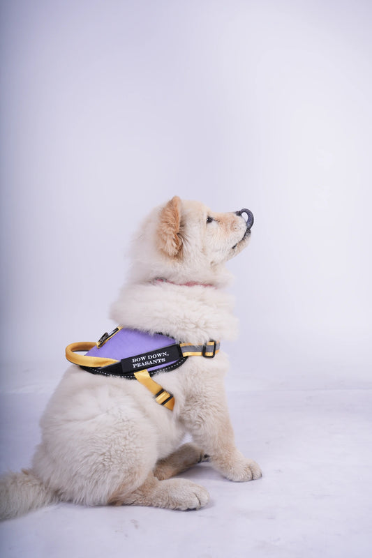 Lilac-Yellow-dog harness