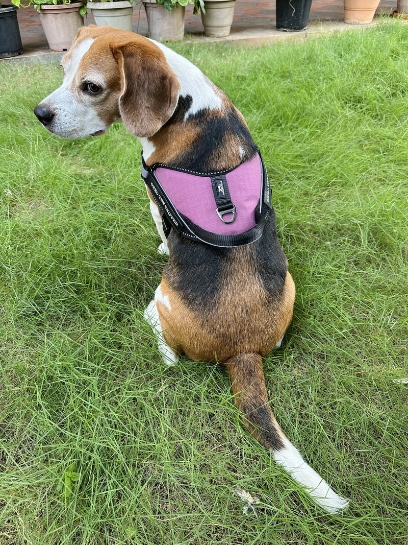 Mauve_dog harness