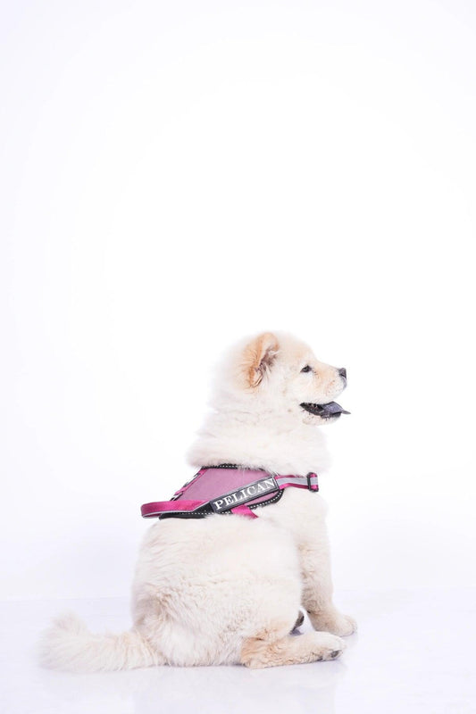 Mauve-Wine_dog harness