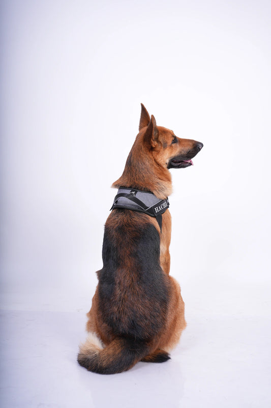 Melange_dog harness