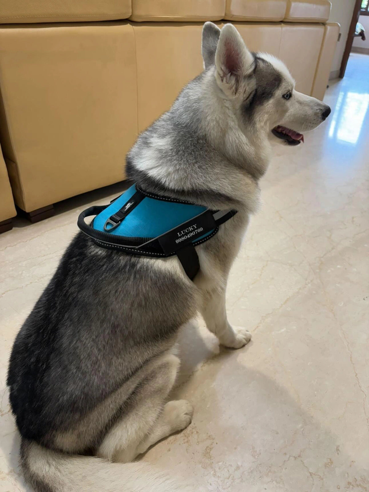 Methyl Blue_dog harness