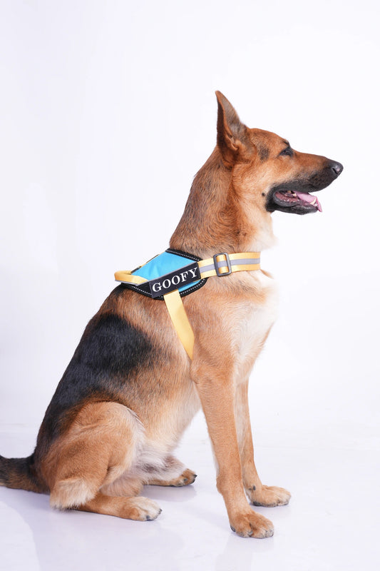 Methyl Blue-Yellow-dog harness