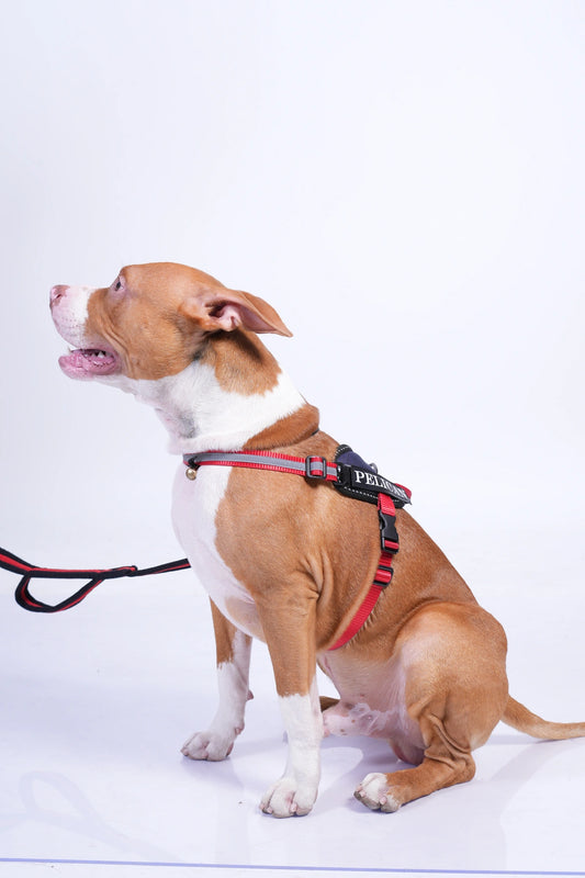 Navy-Red-dog harness