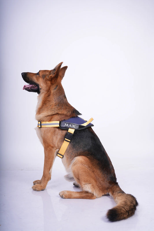 Navy-Yellow-dog harness