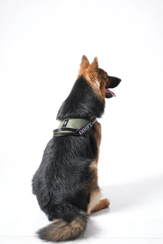 Olive_dog harness