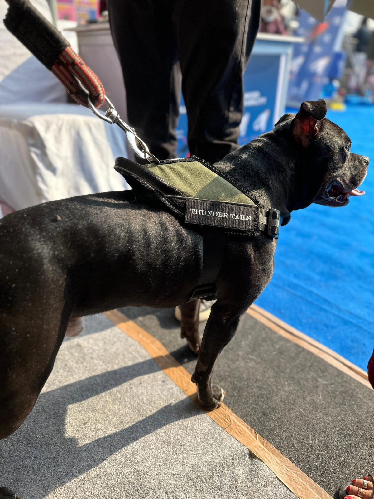 Olive_dog harness