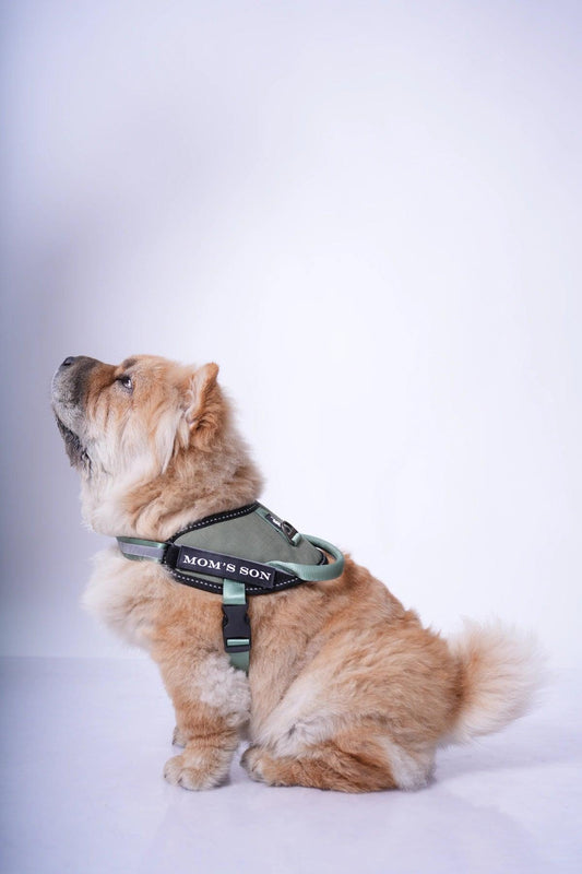 Olive-Olive_dog harness