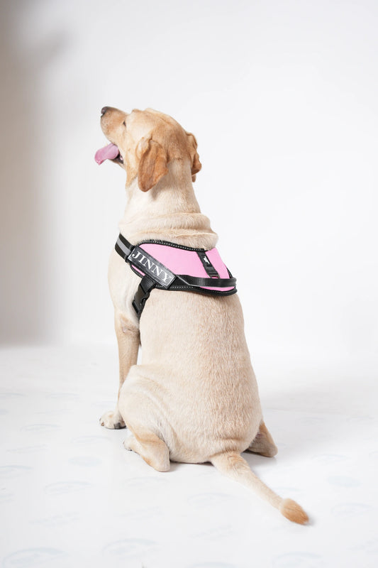 Pink_dog harness