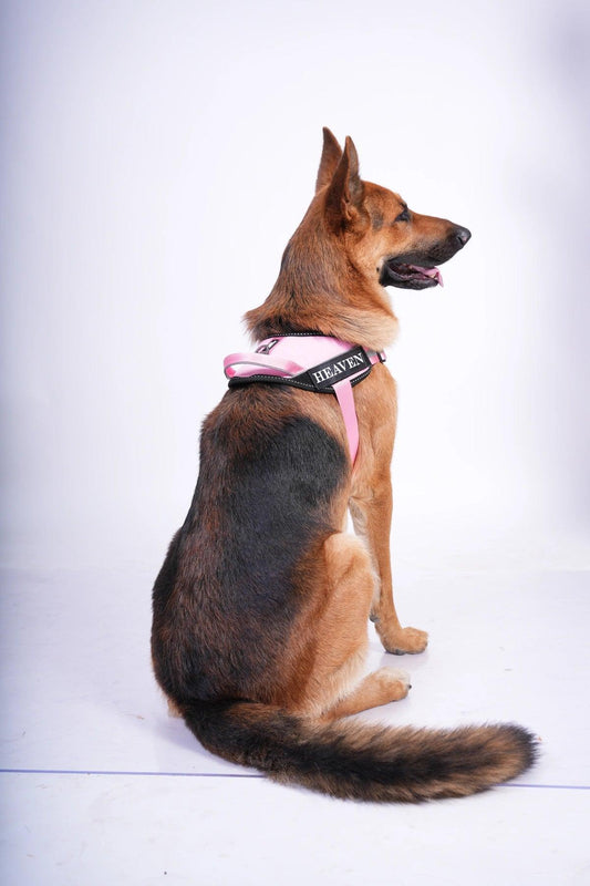 Pink-Pink_dog harness